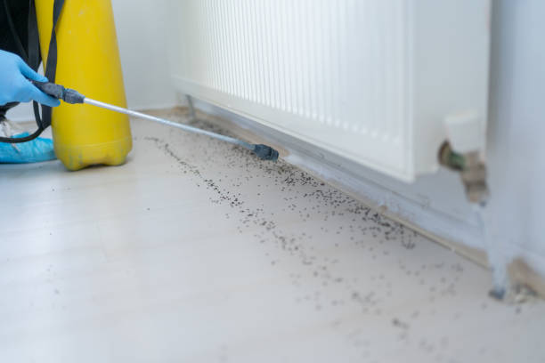 Best Wasp Removal Services  in Whitney Point, NY